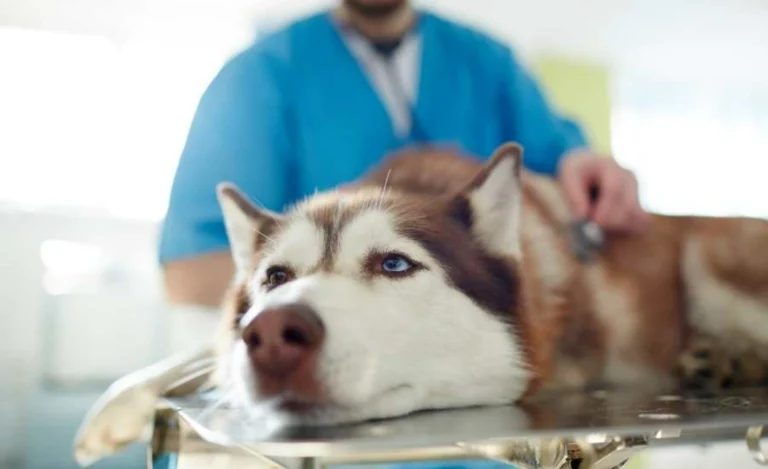 Senior Pets