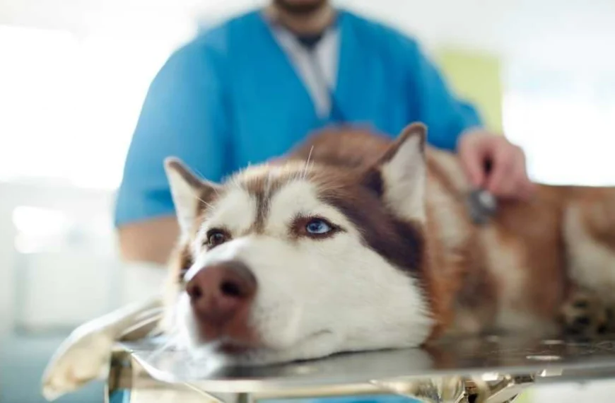 Senior Pets